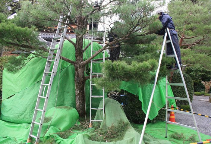 Pine pruning in Japan