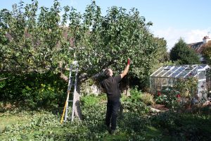 Apple tree pruning