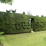 Japanese tree shapes hedge