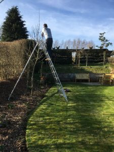 pruning apple