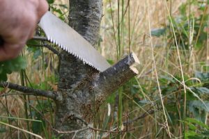 pruning cut with silky saw