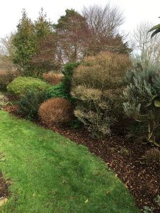 woodchip mulch