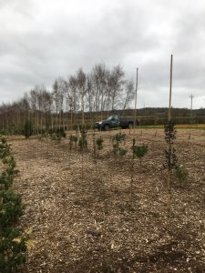 woodchip mulch