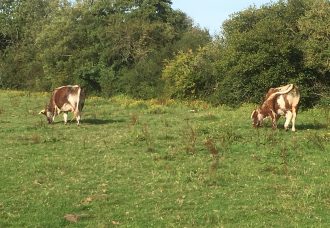 Knepp Estate
