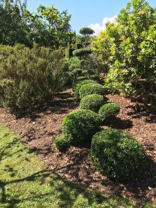 Philyrea, pieris and luma