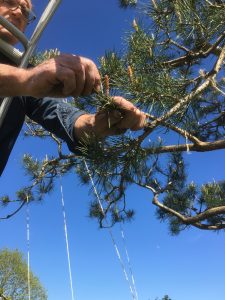 Pinching pine candles